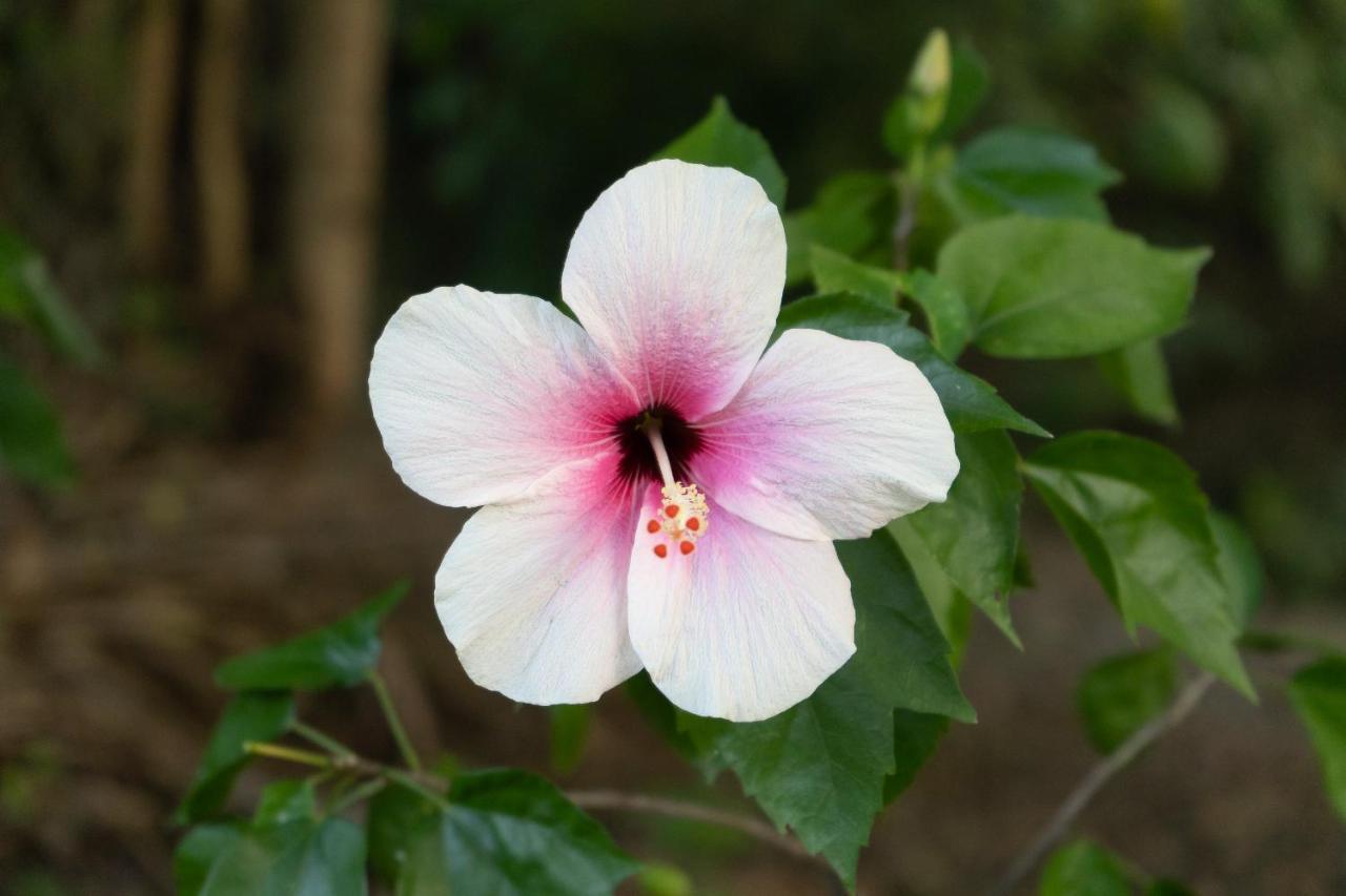 Villa La Casita del Bosque Santa Marta  Esterno foto